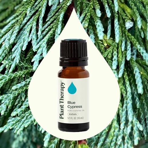 Plant Therapy Blue Cypress Essential Oil 10 mL (1/3 oz) 100% Pure, Undiluted, Aromtherapy for Congestion Relief, Clear Skin, and Emotional Balance in Saudi Arabia