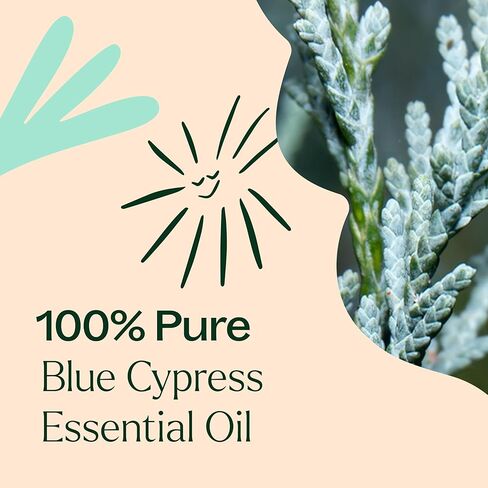 Plant Therapy Blue Cypress Essential Oil 10 mL (1/3 oz) 100% Pure, Undiluted, Aromtherapy for Congestion Relief, Clear Skin, and Emotional Balance in Saudi Arabia