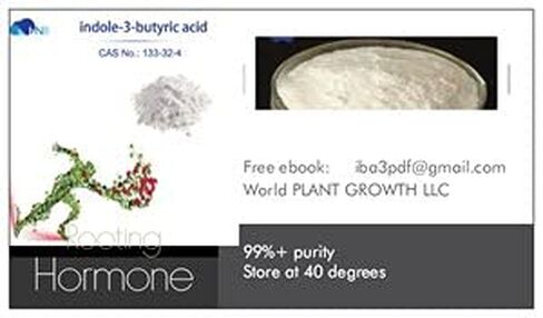 Indole-3-butyric acid 99% High Purity Powder 100g Tamper Sealed Bottle .#GH45843 3468-T34562FD45935 in Saudi Arabia