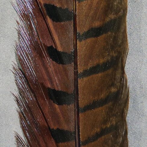 Hareline Dubbin Brown Ringneck Pheasant Tail Feathers - 1 Pair - For Nymphs, Bodies, Wings & Wingcases - Trout Fly Tying Material in Saudi Arabia