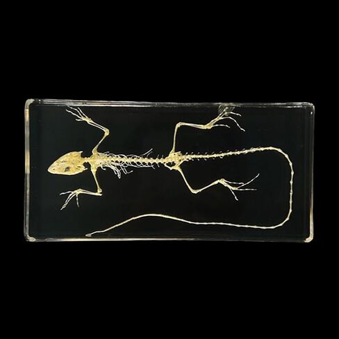 Real Animal Skeleton Specimen in Acrylic for Fans of Taxidermy and Science Education(Bird) in Saudi Arabia