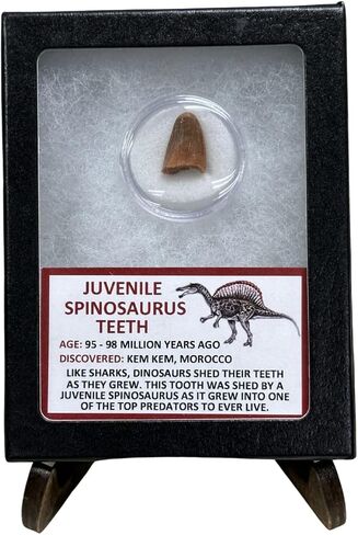 Juvenile Spinosaurus Dinosaur Tooth Educational Display in Saudi Arabia