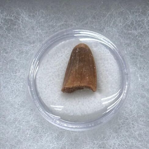 Juvenile Spinosaurus Dinosaur Tooth Educational Display in Saudi Arabia