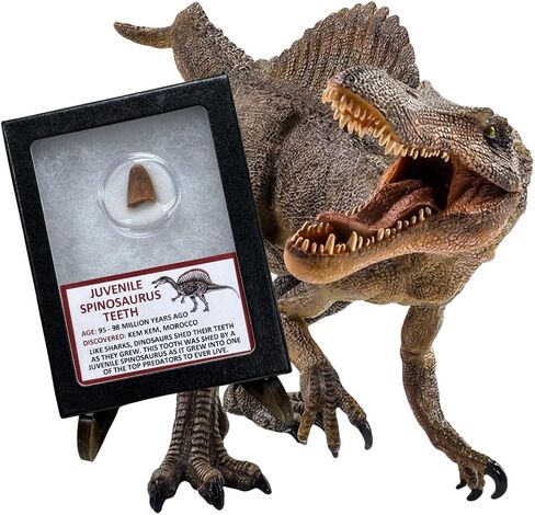 Juvenile Spinosaurus Dinosaur Tooth Educational Display in Saudi Arabia