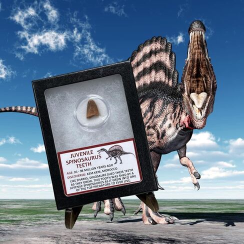 Juvenile Spinosaurus Dinosaur Tooth Educational Display in Saudi Arabia