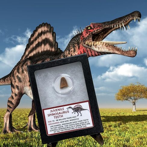 Juvenile Spinosaurus Dinosaur Tooth Educational Display in Saudi Arabia