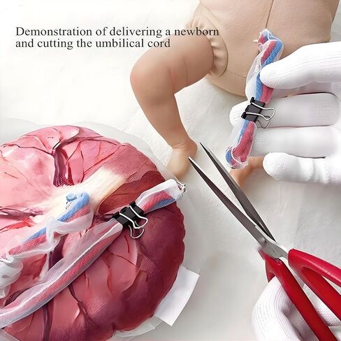 Placenta Umbilical Cord Anatomical Model, Life-Size Female Childbirth Education Model with Both Amniotic and Chorionic Membranes for Obstetrics and Gynecology Midwifery Teaching in Saudi Arabia
