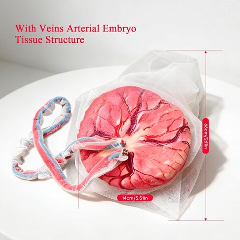Placenta Umbilical Cord Anatomical Model, Life-Size Female Childbirth Education Model with Both Amniotic and Chorionic Membranes for Obstetrics and Gynecology Midwifery Teaching in Saudi Arabia