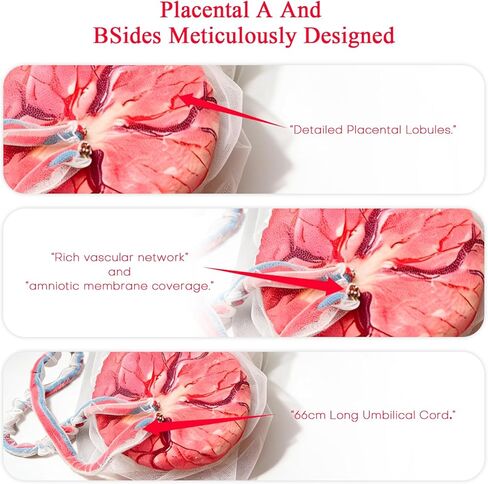 Placenta Umbilical Cord Anatomical Model, Life-Size Female Childbirth Education Model with Both Amniotic and Chorionic Membranes for Obstetrics and Gynecology Midwifery Teaching in Saudi Arabia