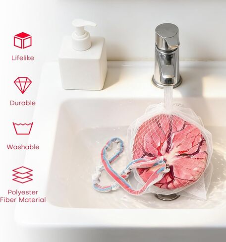 Placenta Umbilical Cord Anatomical Model, Life-Size Female Childbirth Education Model with Both Amniotic and Chorionic Membranes for Obstetrics and Gynecology Midwifery Teaching in Saudi Arabia