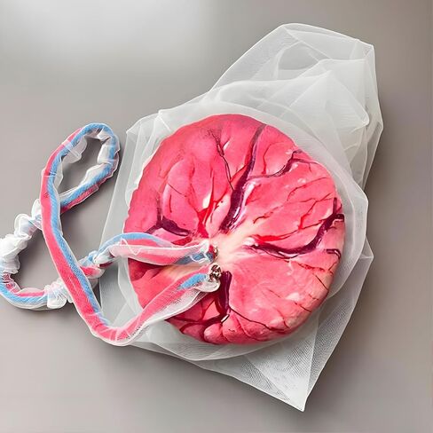 Placenta Umbilical Cord Anatomical Model, Life-Size Female Childbirth Education Model with Both Amniotic and Chorionic Membranes for Obstetrics and Gynecology Midwifery Teaching in Saudi Arabia