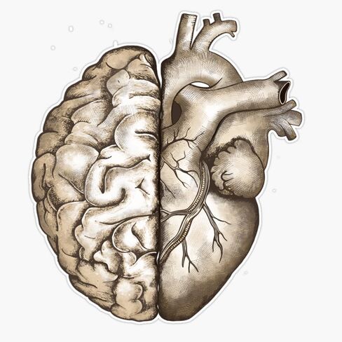 Right balance between head and brain or heart and feeling, human heart and brain Sticker Vinyl Decal Car Laptop Wall Window Bumper Sticker 5" in Saudi Arabia