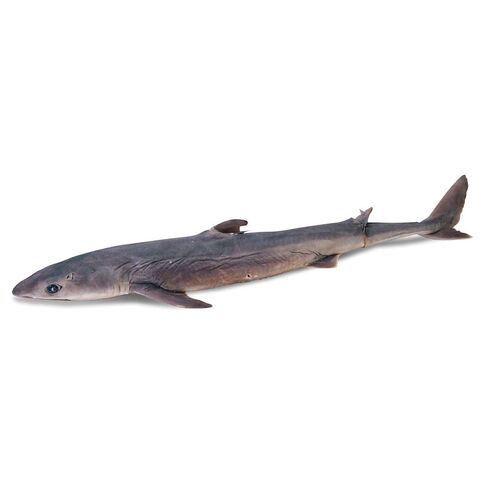 Formalin Dogfish Shark, 27"+, Single Injection, 1 Per Bag in Saudi Arabia
