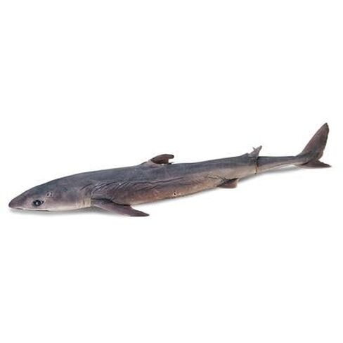 Formalin Dogfish Shark, 27"+, Single Injection, 1 Per Bag in Saudi Arabia