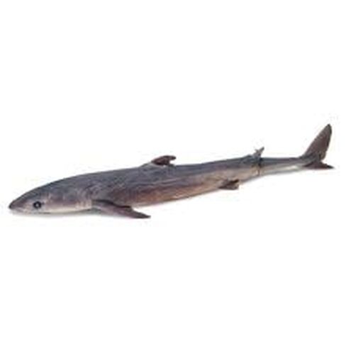 Formalin Dogfish Shark, 27"+, Single Injection, 1 Per Bag in Saudi Arabia