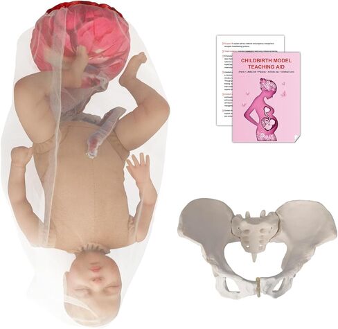 qzzXoq ‌Professional Female Childbirth Model for Midwifery Training - Detachable Baby & Pelvis, with Umbilical Cord, Amnion, and Placenta - Gynecology Teaching Aid in Saudi Arabia