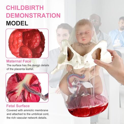 qzzXoq ‌Professional Female Childbirth Model for Midwifery Training - Detachable Baby & Pelvis, with Umbilical Cord, Amnion, and Placenta - Gynecology Teaching Aid in Saudi Arabia