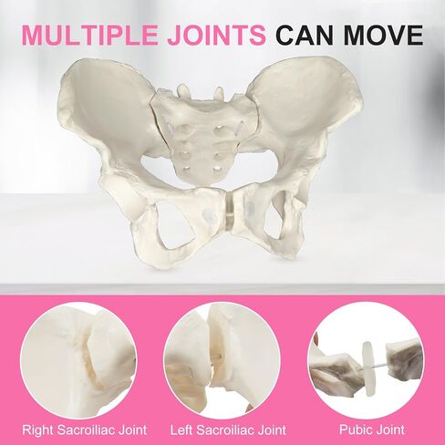 qzzXoq ‌Professional Female Childbirth Model for Midwifery Training - Detachable Baby & Pelvis, with Umbilical Cord, Amnion, and Placenta - Gynecology Teaching Aid in Saudi Arabia
