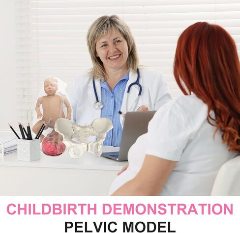 qzzXoq ‌Professional Female Childbirth Model for Midwifery Training - Detachable Baby & Pelvis, with Umbilical Cord, Amnion, and Placenta - Gynecology Teaching Aid in Saudi Arabia