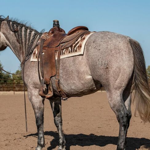 Classic Equine Show Blanket, Cream-Latte, 34 x 38 in Saudi Arabia