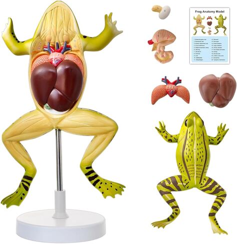 JNMFTD Frog Dissection Model,5 Part Large Frog Anatomy Model Removable Heart Visceral Organ Includes Product Manual Card PVC Base Digital Label for Medical Scientific Education Tool Biology Display in Saudi Arabia