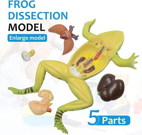 JNMFTD Frog Dissection Model,5 Part Large Frog Anatomy Model Removable Heart Visceral Organ Includes Product Manual Card PVC Base Digital Label for Medical Scientific Education Tool Biology Display in Saudi Arabia