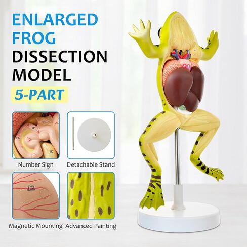 JNMFTD Frog Dissection Model,5 Part Large Frog Anatomy Model Removable Heart Visceral Organ Includes Product Manual Card PVC Base Digital Label for Medical Scientific Education Tool Biology Display in Saudi Arabia