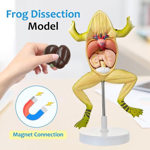 JNMFTD Frog Dissection Model,5 Part Large Frog Anatomy Model Removable Heart Visceral Organ Includes Product Manual Card PVC Base Digital Label for Medical Scientific Education Tool Biology Display in Saudi Arabia