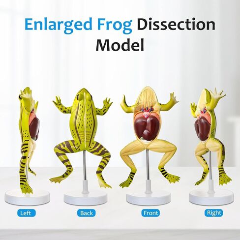 JNMFTD Frog Dissection Model,5 Part Large Frog Anatomy Model Removable Heart Visceral Organ Includes Product Manual Card PVC Base Digital Label for Medical Scientific Education Tool Biology Display in Saudi Arabia