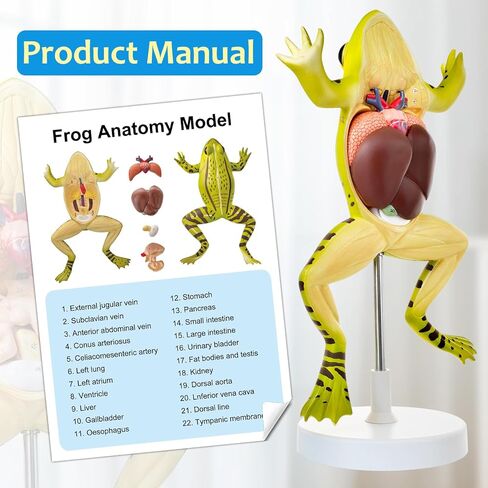 JNMFTD Frog Dissection Model,5 Part Large Frog Anatomy Model Removable Heart Visceral Organ Includes Product Manual Card PVC Base Digital Label for Medical Scientific Education Tool Biology Display in Saudi Arabia