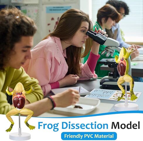 JNMFTD Frog Dissection Model,5 Part Large Frog Anatomy Model Removable Heart Visceral Organ Includes Product Manual Card PVC Base Digital Label for Medical Scientific Education Tool Biology Display in Saudi Arabia