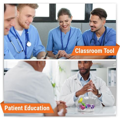 GPI Anatomicals - نموذج الجيوب الأنفية الشفاف، نسخة طبق الأصل لتعليم التشريح البشري وعلم وظائف الأعضاء، نموذج التشريح لمكاتب الأطباء والفصول الدراسية، مصادر التعلم الطبي in Kuwait