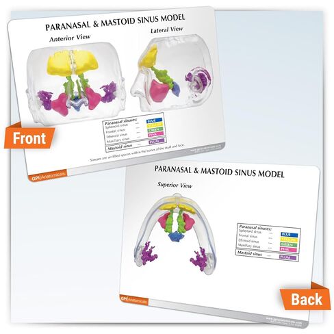 GPI Anatomicals - نموذج الجيوب الأنفية الشفاف، نسخة طبق الأصل لتعليم التشريح البشري وعلم وظائف الأعضاء، نموذج التشريح لمكاتب الأطباء والفصول الدراسية، مصادر التعلم الطبي in Kuwait