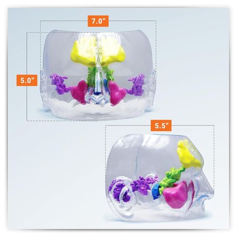 GPI Anatomicals - نموذج الجيوب الأنفية الشفاف، نسخة طبق الأصل لتعليم التشريح البشري وعلم وظائف الأعضاء، نموذج التشريح لمكاتب الأطباء والفصول الدراسية، مصادر التعلم الطبي in Kuwait