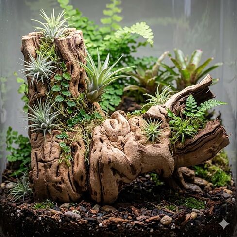 Koyal Wholesale 24" Hollow Grapewood Branch Decor 1Pcs Grapewood Centerpiece Vase Air Plants Sand Blasted Grapevine Wood Untreated Terrarium Wood Driftwood Decor in Saudi Arabia