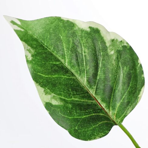 Hollyone 3PCS Artificial Greenery Stems for Vase 33.4 Inch Faux Leaf Branches Long Stems Fake Shrubs Branches Leaves Plants with White-Edged Twig Stems for Vase Garden Office Wedding Home Decor in Saudi Arabia