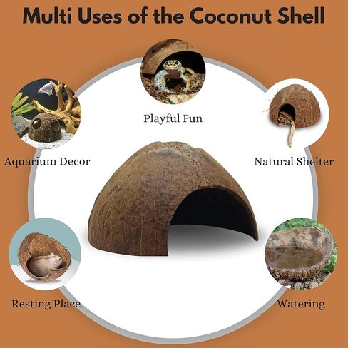 Half Coconut Shell Hut Unpolished in Saudi Arabia