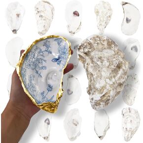 20PCS 5"-6" Extra Large Oyster Shells for Crafts, Natural Odor-Free Seashells for DIY, Painting, Wedding Decor, Decorating, Vase Fillers, Coastal Art Projects in Saudi Arabia