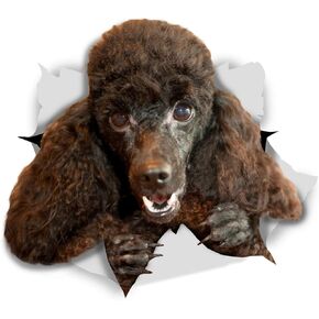 Winston & Bear 3D Dog Stickers - 2 Pack - Happy Black Poodle for Wall, Fridge, Toilet and More - Retail Packaged Black Poodle Dog Stickers