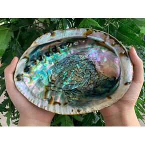 Abalone Shell, Seashell Incense Burner, Smudge Bowl for Holding Smudge Sticks, Incense, Crafts, Display, Medium - 4" to 5"