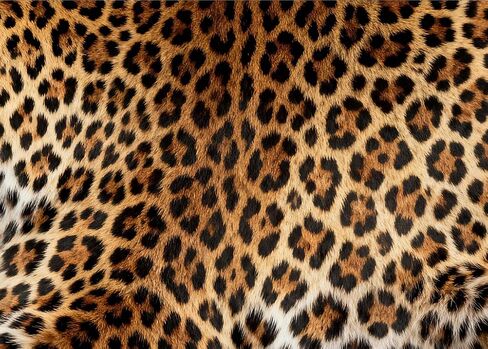 خلفية الفهد مقاس 7 × 5 أقدام - خلفية صورة مطبوعة على شكل الفهد مع شريط بطول 10 أمتار، حواف مزدوجة الخياطة، نمط بني وأسود نابض بالحياة لأعياد الميلاد وحفلات العزوبية وديكور كشك الصور in Kuwait