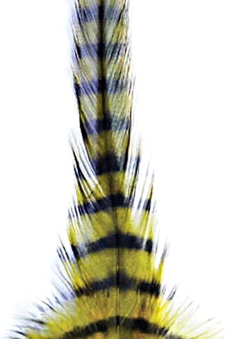 منعت السرج Hackle in Kuwait