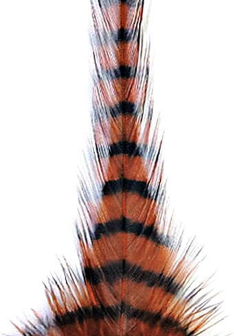منعت السرج Hackle in Kuwait