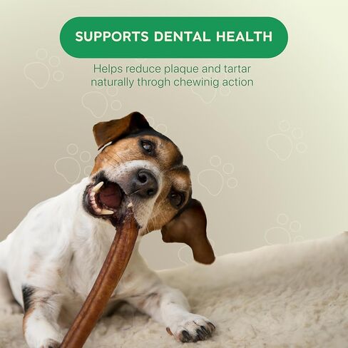 MASSTICK Jumbo Bully Sticks للكلاب 6 بوصة - سميكة جدًا، طويلة الأمد، خالية من الرائحة - أعواد مضغ البقر للكلاب - جميعها طبيعية وقابلة للهضم بالكامل للكلاب الصغيرة والكبيرة - حقيبة 8 أونصة in Kuwait