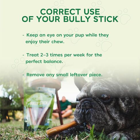 MASSTICK Jumbo Bully Sticks للكلاب 6 بوصة - سميكة جدًا، طويلة الأمد، خالية من الرائحة - أعواد مضغ البقر للكلاب - جميعها طبيعية وقابلة للهضم بالكامل للكلاب الصغيرة والكبيرة - حقيبة 8 أونصة in Kuwait