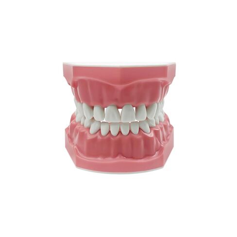 نموذج Typodont لأسنان الأسنان، نموذج أسنان YOUYA DENTAL لتنظيف الأسنان بالفرشاة، وممارسة طب الأسنان، وإظهار اللثة، ودراسة توضيحية تشريحية مرئية (1:1 حجم قياسي) in Kuwait