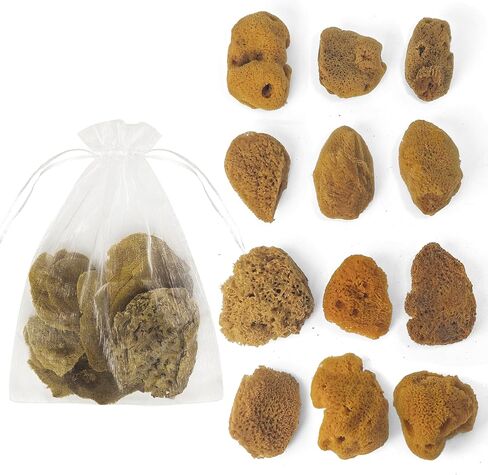 Natural Sea & Synthetic Sponges - Assorted Sizes 12pc Value Pack for Crafts & Artists: Great for Painting, Hobbies, Art, Effects, Ceramics, Clay, Pottery (12) in Saudi Arabia