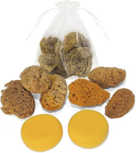 Natural Sea & Synthetic Sponges - Assorted Sizes 12pc Value Pack for Crafts & Artists: Great for Painting, Hobbies, Art, Effects, Ceramics, Clay, Pottery (12) in Saudi Arabia