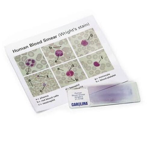 Discovering Human Blood Self-Study Unit, Microscope Slide Set in Saudi Arabia