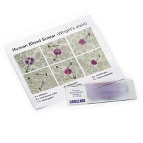 Discovering Human Blood Self-Study Unit, Microscope Slide Set in Saudi Arabia